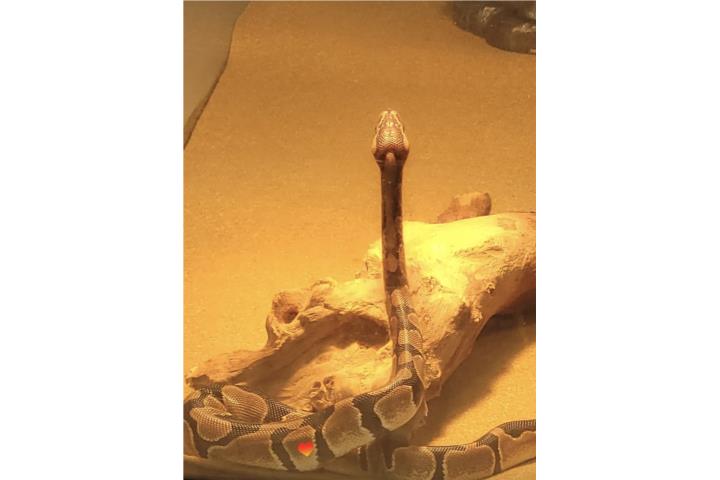 Serpiente