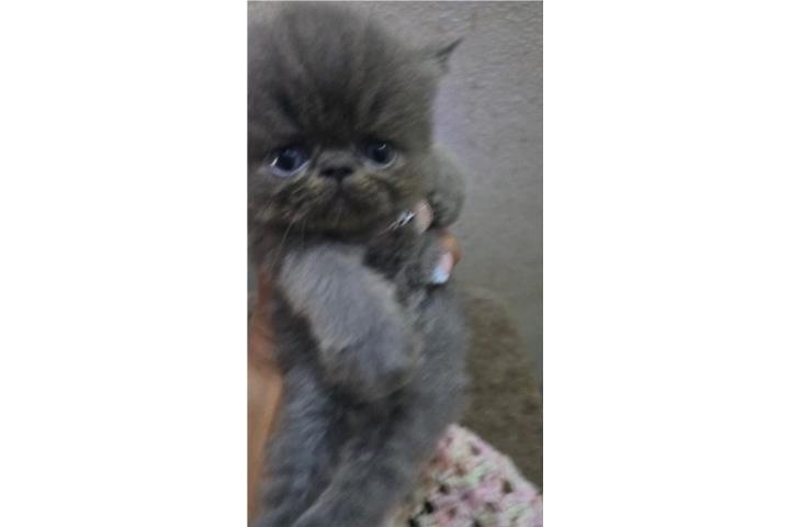 Gatito persa chato extremo Blue  Puerto Rico