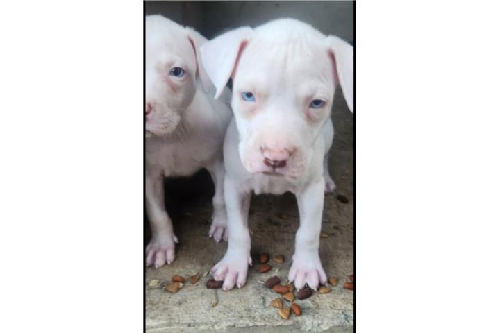 Pitbull  Puerto Rico