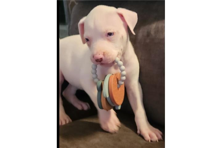 Pitbull  Puerto Rico