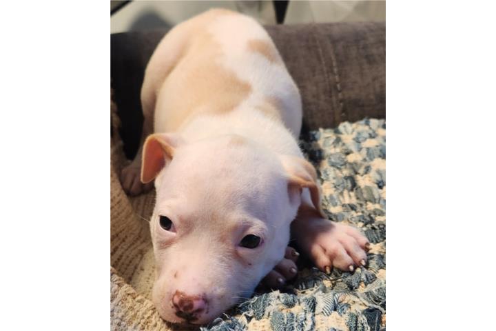 Pitbull  Puerto Rico
