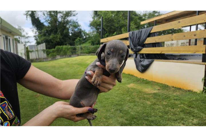 Dachshund mini nena Puerto Rico