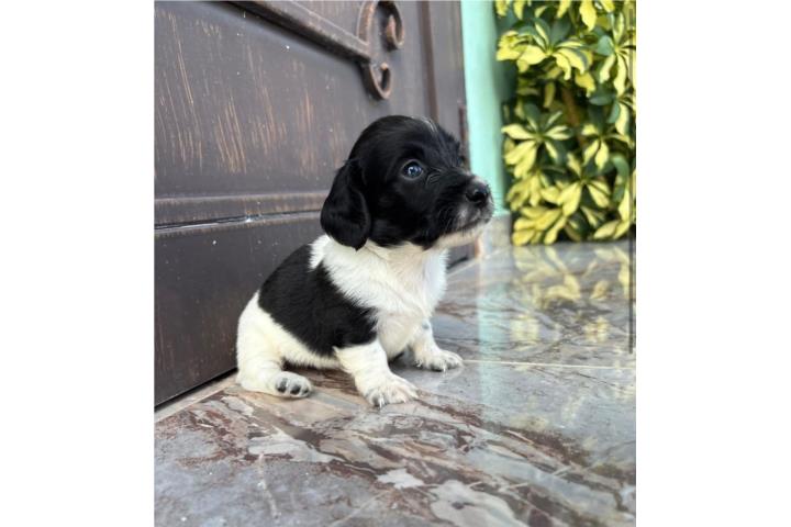 Dachshund (salchicha) macho pelo largo  Puerto Rico