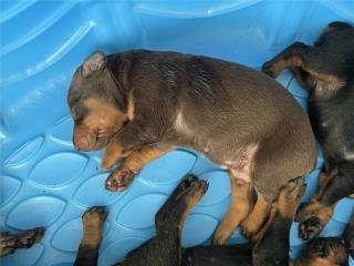 DOBERMAN EUROPEOS BIGBONE Puerto Rico