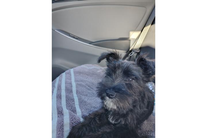 Schnauzer mediano  Puerto Rico