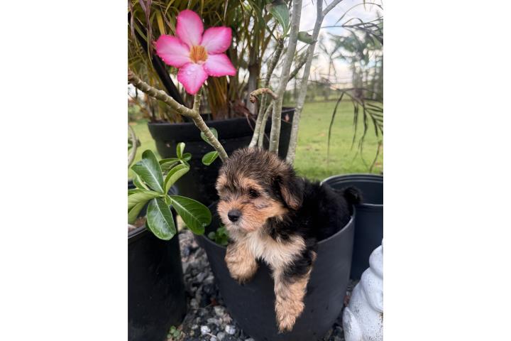 Morkie toy hembra! Regalo madres! Puerto Rico