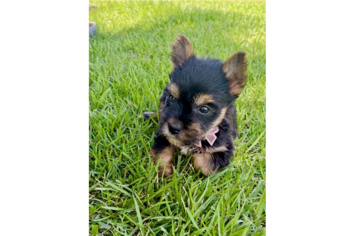 YORKIE TOY NENA  Puerto Rico