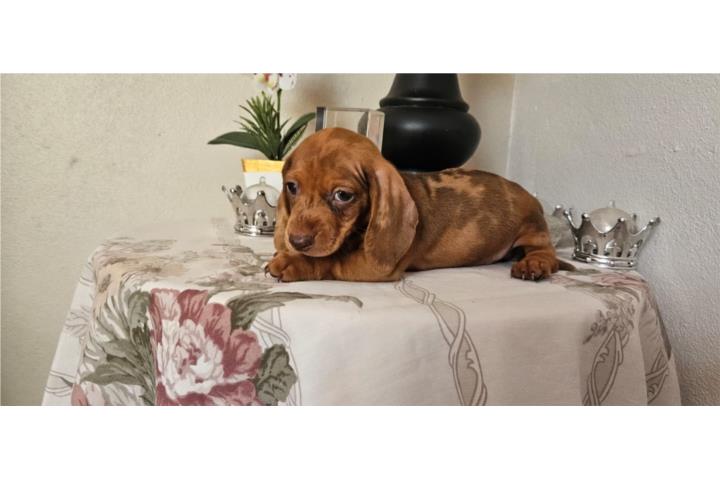 Perro salchicha Puerto Rico