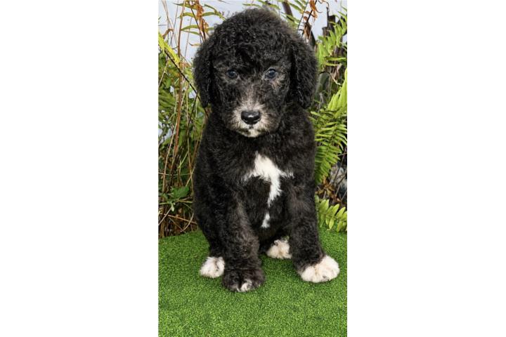 Poodle macho estándar  Puerto Rico