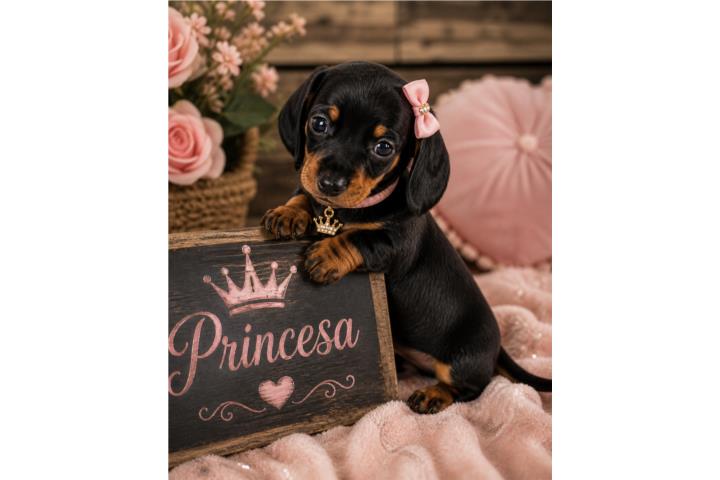 Salchichas Hembras Mini Dachshund  Puerto Rico