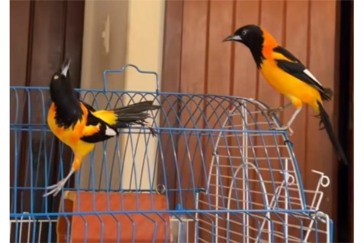 Tulpiales joven pareja 170 la pareja  Puerto Rico
