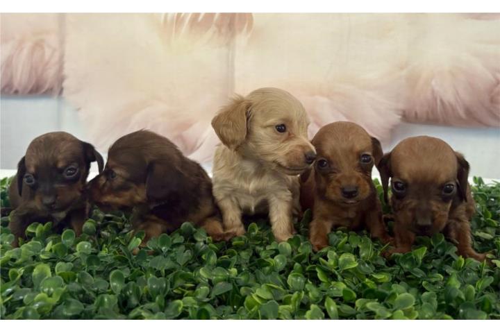 Dachshund salchicha hermosos Puerto Rico