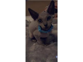 Puerto Rico Gatito Sphynx , Perros Gatos y Caballos