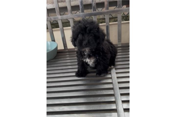 Poodle Toy macho  Puerto Rico
