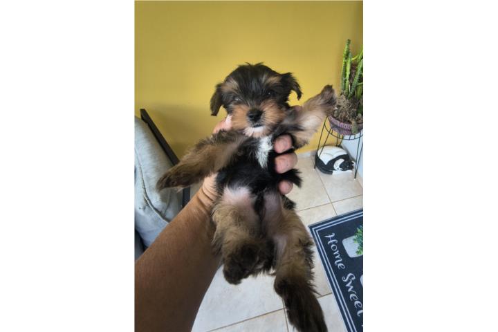 Hermoso Yorkie Puerto Rico