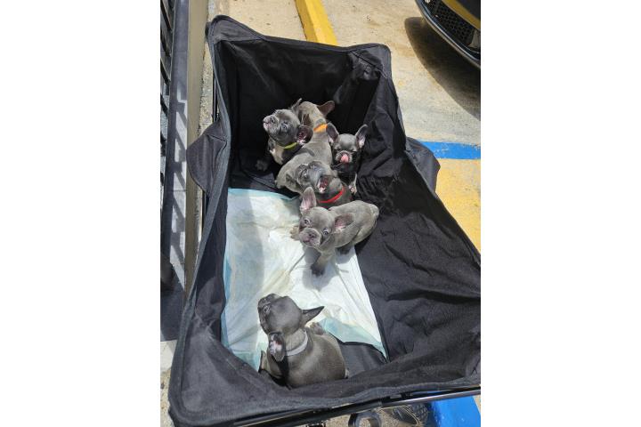 French Bulldog  Puerto Rico
