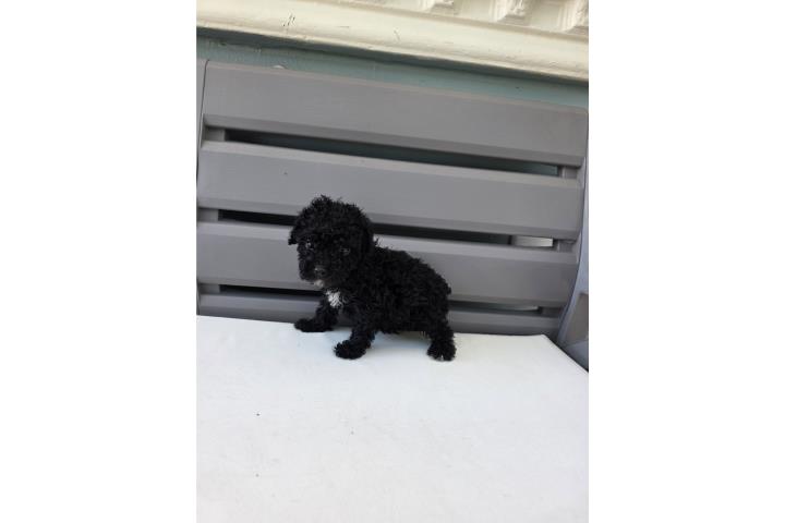 Hermosa toy poodle Puerto Rico