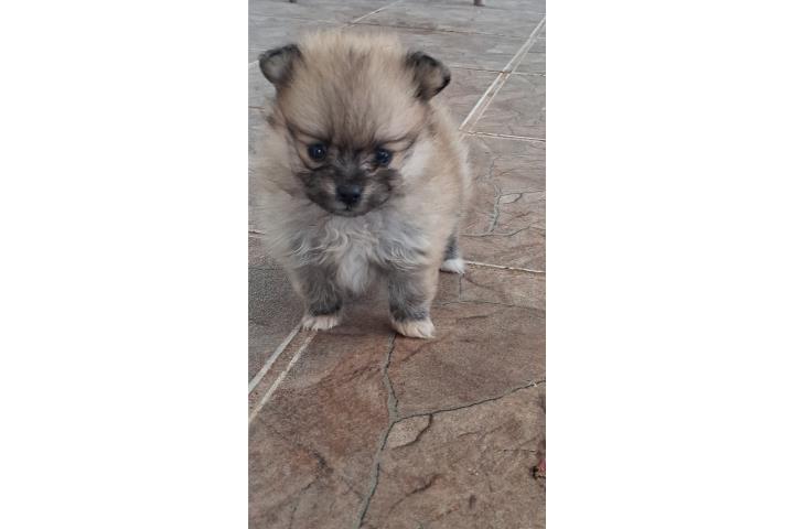 Pomerania nena  Puerto Rico