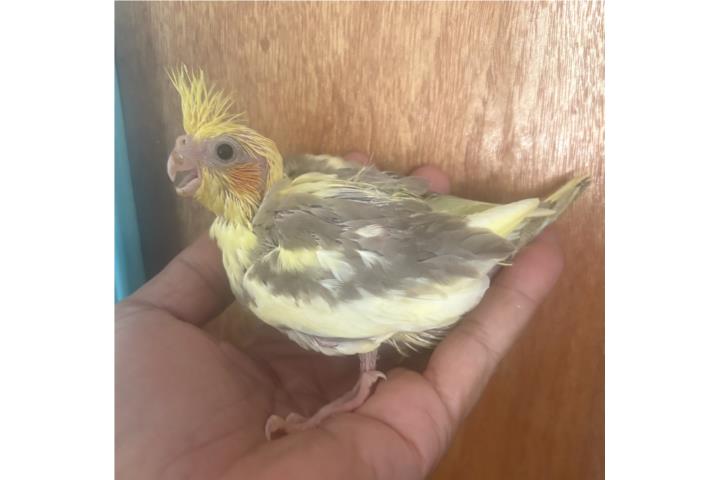 Cockatieles  Puerto Rico