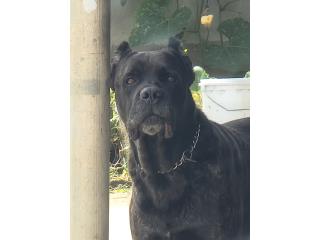 Cane Corso Puerto Rico