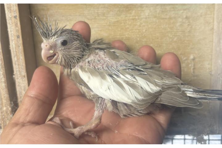 Cockatieles Puerto Rico