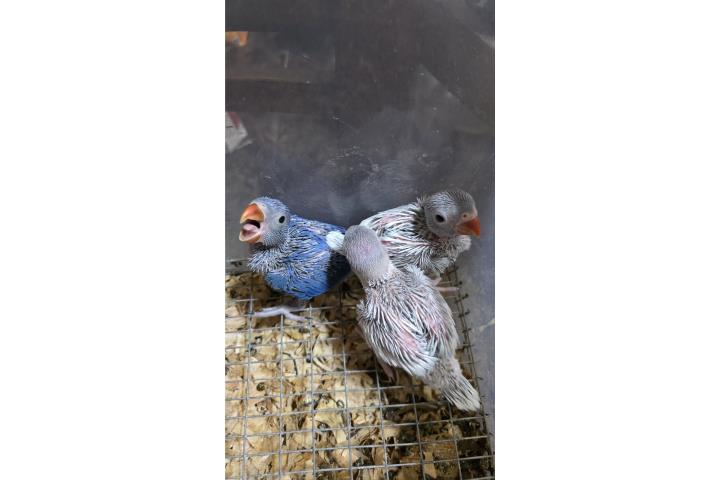 Ringneck arlequín $300 Puerto Rico