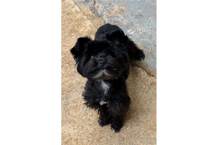 Yorkie negro pequeño  Puerto Rico