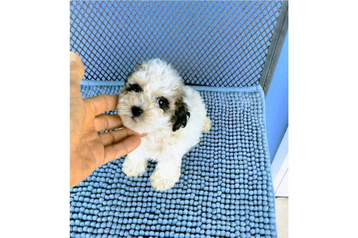 BELLO TOY POODLE-PARTY COLOR-PAPELES-VACUNAS Puerto Rico