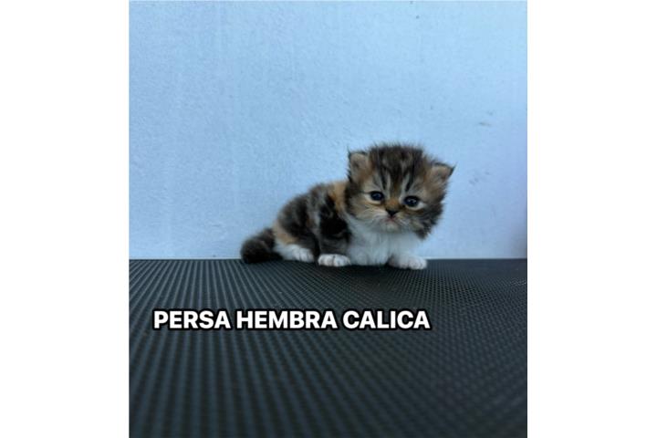 Persas hembras y machos de los mejores de PR  Puerto Rico