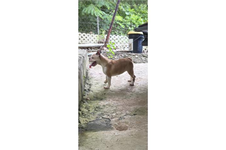 English Bulldog papeles a la mano  Puerto Rico