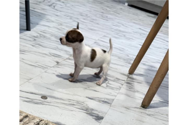 Chihuahua nena cabeza de manzana con papeles  Puerto Rico
