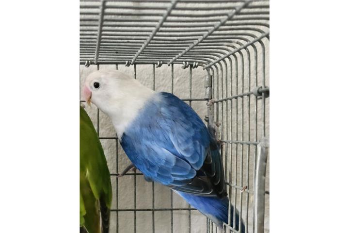 Lovebird opalina  Puerto Rico