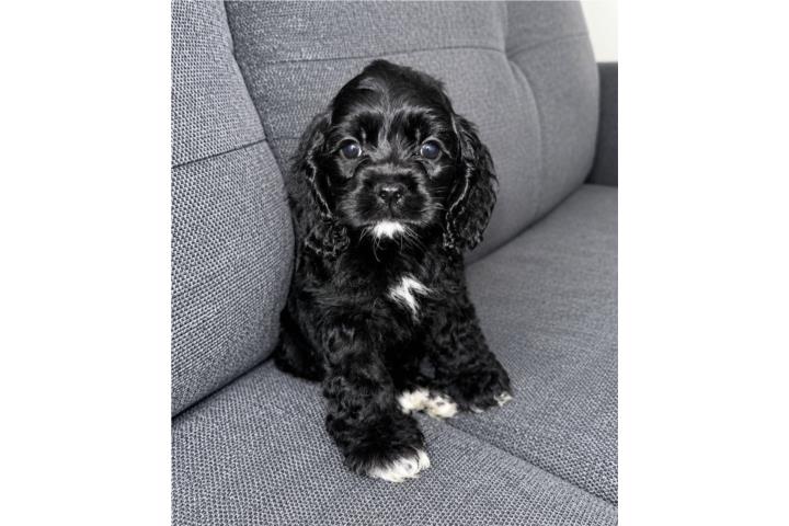 Cocker spaniel  Puerto Rico