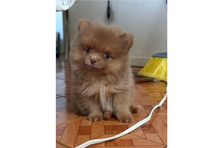 Pomeranian macho  Puerto Rico
