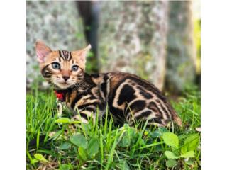 Bengals Cats Saulian Puerto Rico