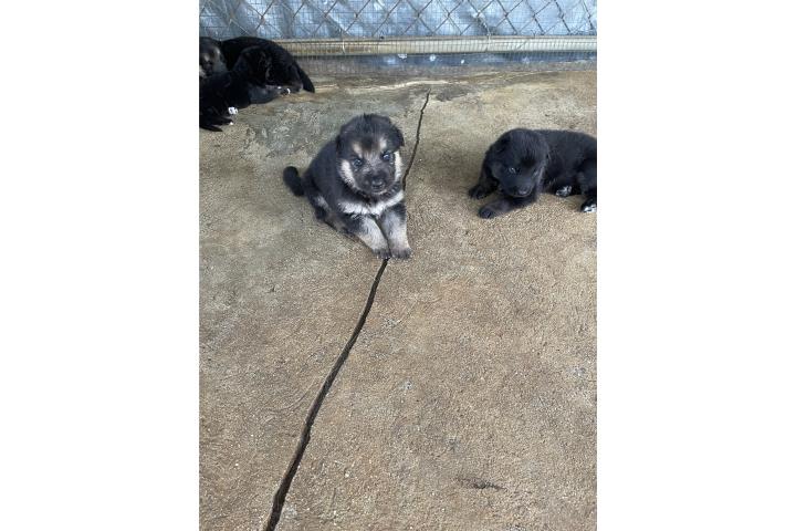 Preciosos German shepherd puppy  Puerto Rico