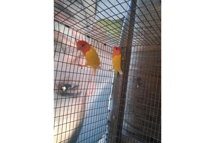 Pareja de lovebird opalino ojo rojo Puerto Rico