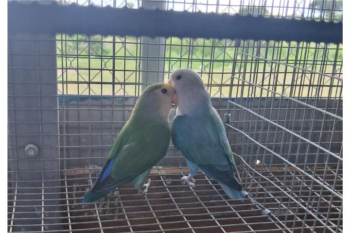 Pareja de lovebird ready hembra opalina Puerto Rico