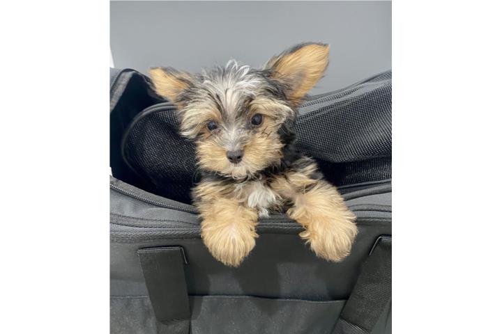 Bello yorkie macho 800 Puerto Rico