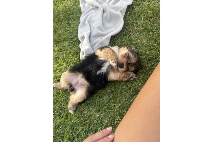 Morkie toy hembra! Un peluche para mamá! Puerto Rico
