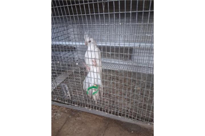 Hermosos cockatieles jovenes blancos ojos roj Puerto Rico