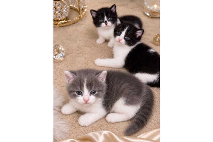 Vendo gatitos Puerto Rico