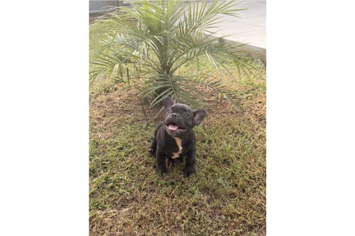 French Bulldog Puerto Rico