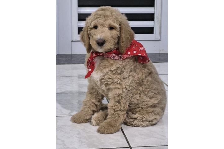 Bernedoodles F1B standard Puerto Rico
