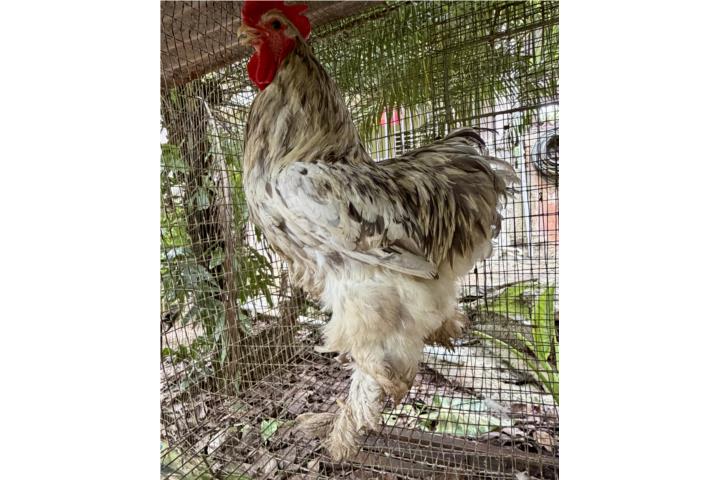 Gallo cochin gigante  Puerto Rico