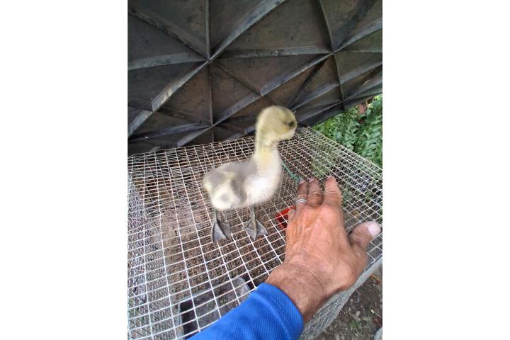 Venta de Gansitos africano bebe Puerto Rico