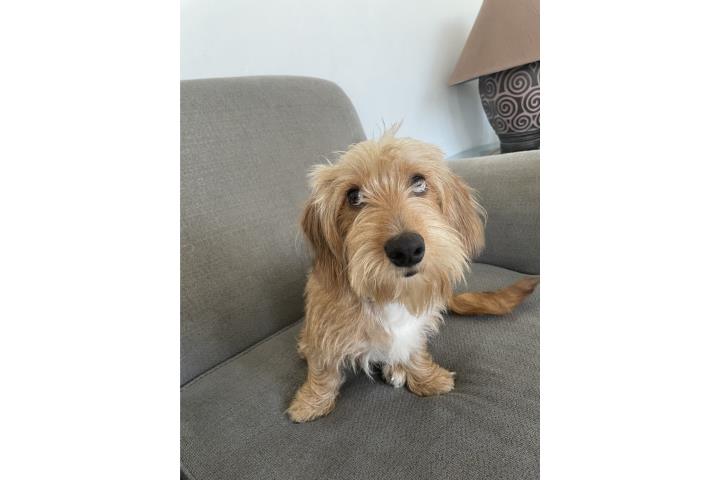 Dachshund macho  Puerto Rico