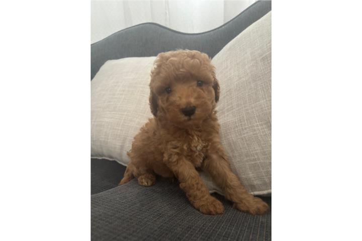 Poodle   Puerto Rico