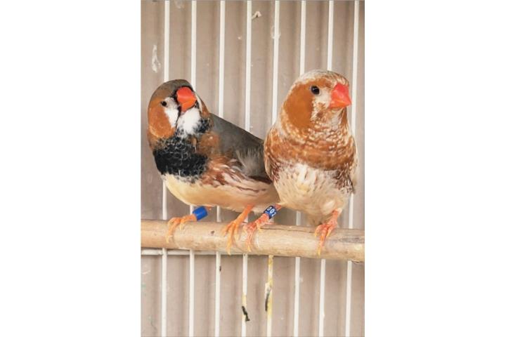 Parejas para sacar full orange Puerto Rico