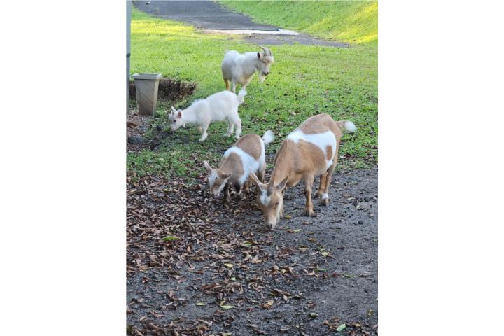 VENTA DE 4 CABROS ENANOS Puerto Rico